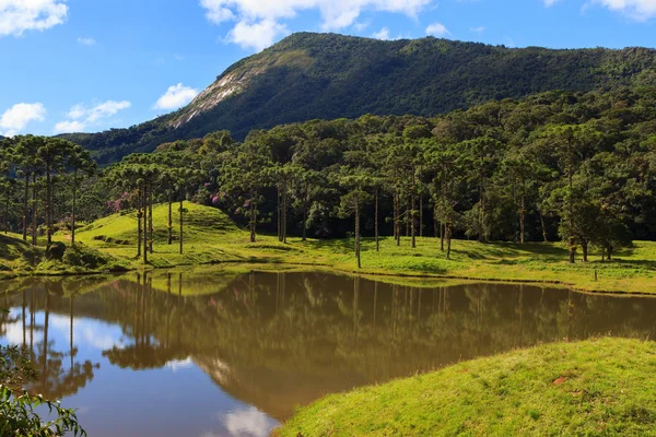 Araucaria angustifolia (pin brazilian) pădure, Brazilia — Fotografie, imagine de stoc