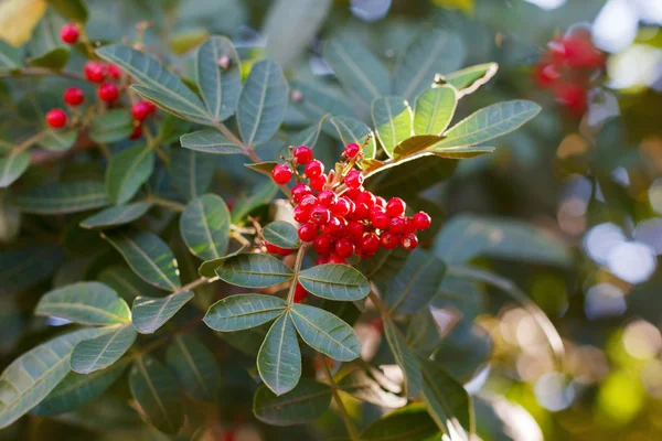 Schinus terebinthifolius, pimenta do Brasil, aroeira, pimenta rosa Fotos De Bancos De Imagens