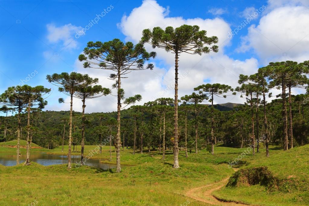Araucaria angustifolia ( Brazilian pine), Brazil Stock Photo by