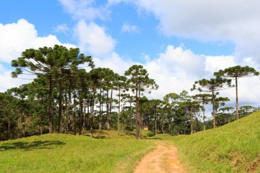 Araucaria angustifolia ( Brazilian pine) forest, Brazil clipart