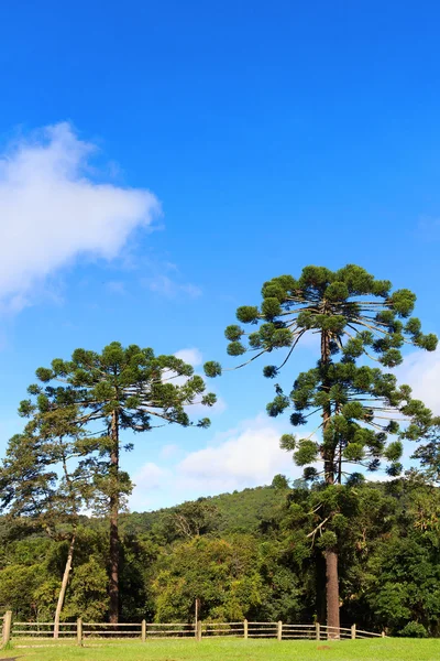 Araucaria angustifolia (Brazilian pine), Brazil — Zdjęcie stockowe