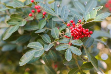 Schinus terebinthifolius, Brezilyalı biber, aroeira, gül biber
