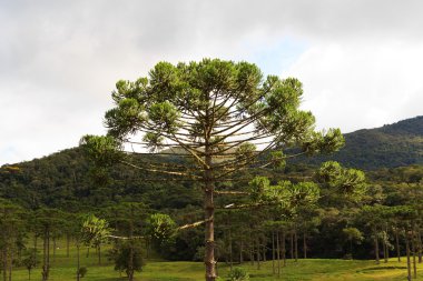 Closeup of upper part of Araucaria angustifolia ( Brazilian pine clipart