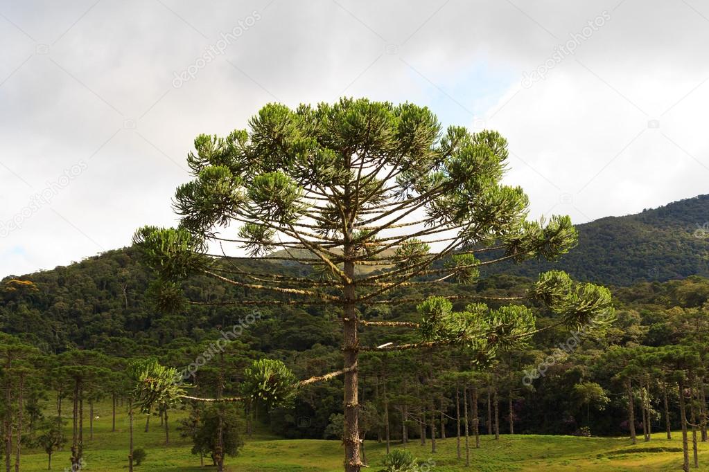 Closeup of upper part of Araucaria angustifolia ( Brazilian pine