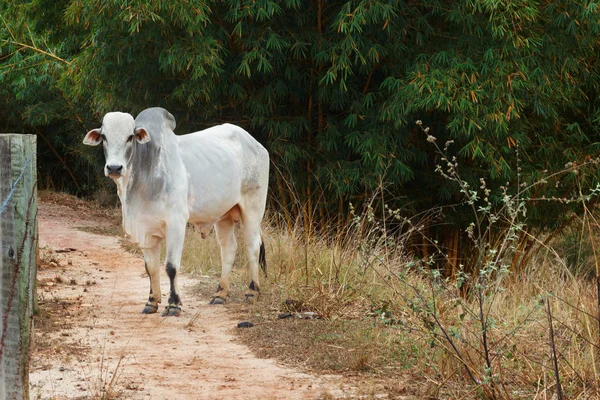 Brazilian beef cattle bull - nellore, white cow — Stock Photo, Image