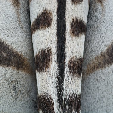 ortak zebra deri