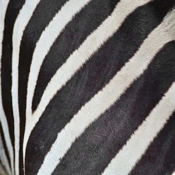 Gemensamma zebra hud — Stockfoto