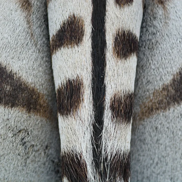 Common Zebra skin — Stock Photo, Image