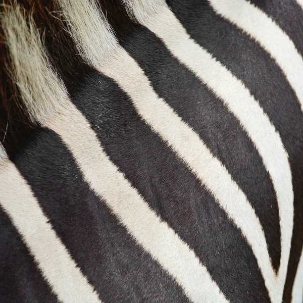 Gemensamma zebra hud — Stockfoto