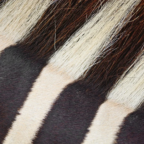 Gemeenschappelijke zebra huid — Stockfoto