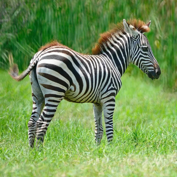 Zebra umum — Stok Foto