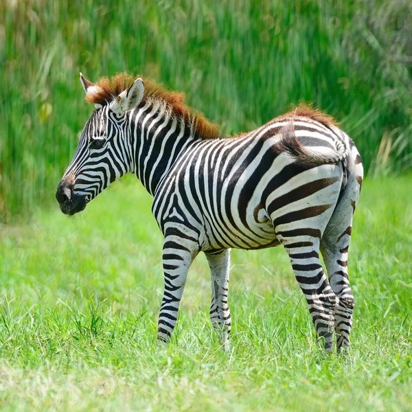 Zebra comum — Fotografia de Stock