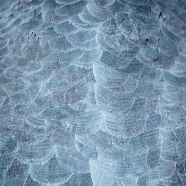 Greater Adjutant feathers — Stock Photo, Image