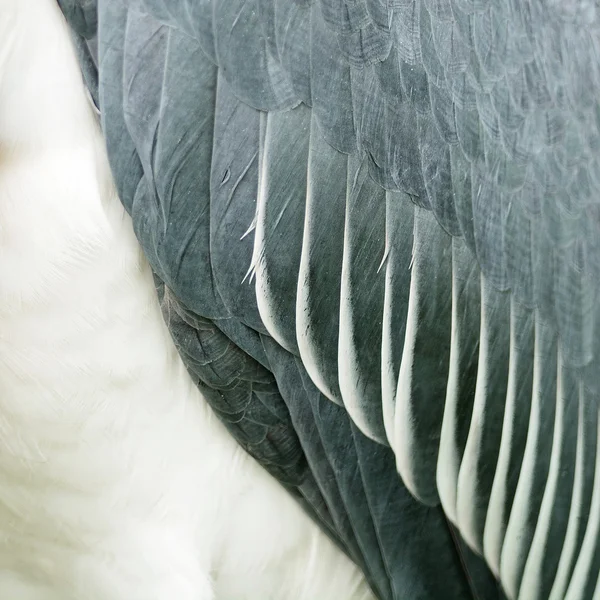 Greater Adjutant feathers — Stock Photo, Image