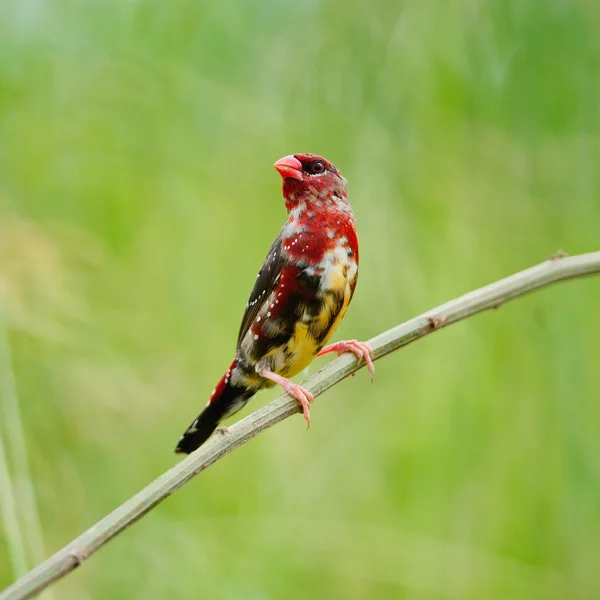 Macho juvenil Red Avadavat — Foto de Stock