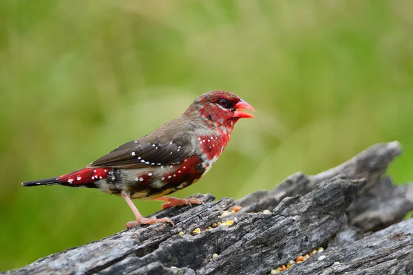 Junges Männchen rot avadavat — Stockfoto