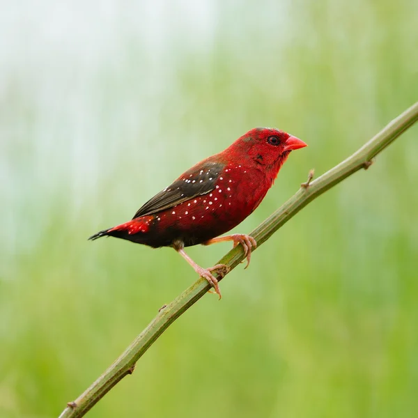 Macho Red Avadavat — Foto de Stock