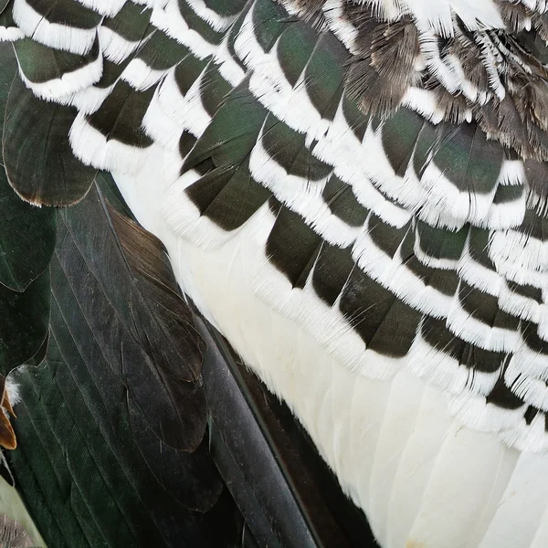 Painted Stork feathers — Stock Photo, Image