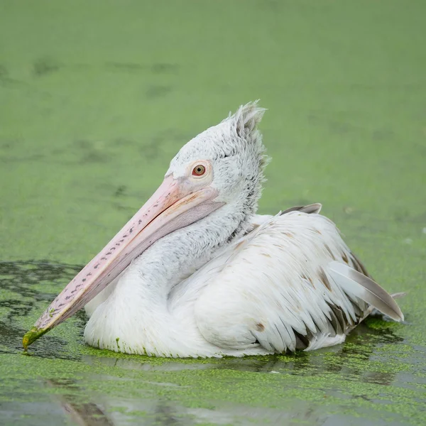 Plek-billed pelikaan — Stockfoto