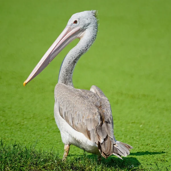 Spot-billed Pelican — Stock Photo, Image