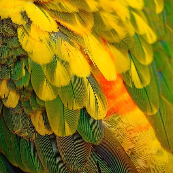 Sol Conure plumas — Foto de Stock