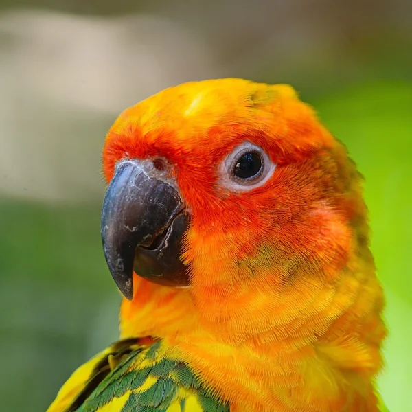 Conure del sol — Foto de Stock