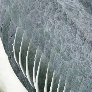 büyük emir subayı tüyler