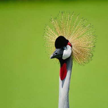 Grey Crowned Crane clipart
