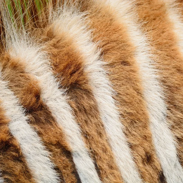 Common Zebra skin