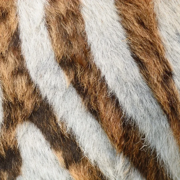 Common Zebra skin — Stock Photo, Image