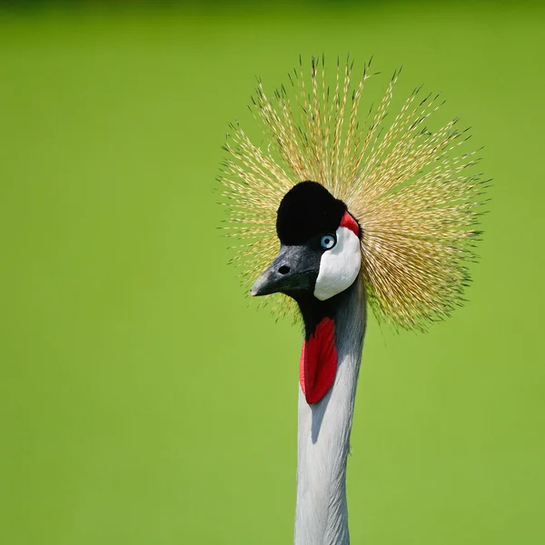 Szary koronowany Żuraw — Zdjęcie stockowe
