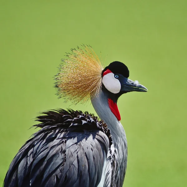 Grúa coronada gris — Foto de Stock