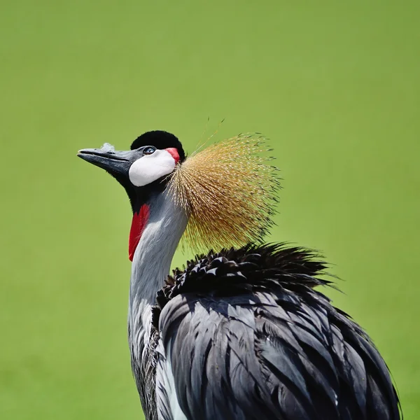 Grúa coronada gris — Foto de Stock