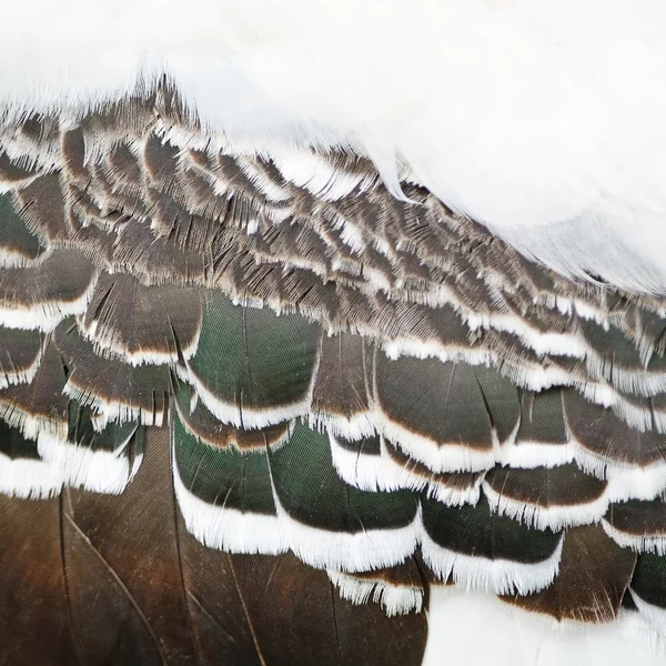 Piume di cicogna dipinte — Foto Stock