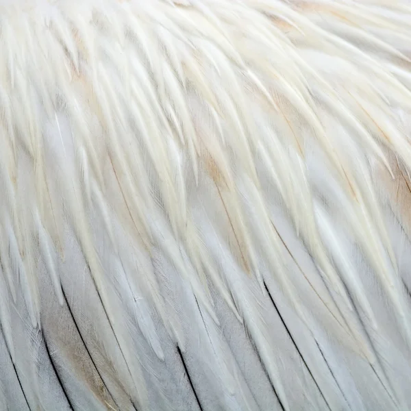 Plumes de Pelecanus à bec ponctuel — Photo