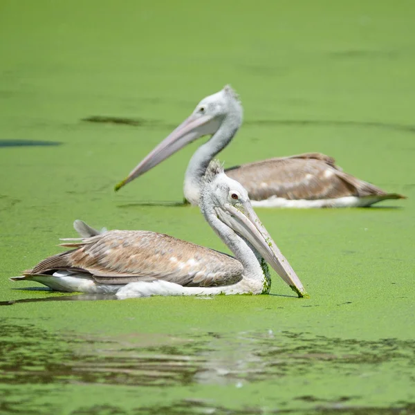 Plek-billed pelikaan — Stockfoto