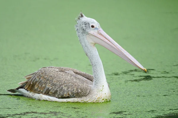 Plek-billed pelikaan — Stockfoto