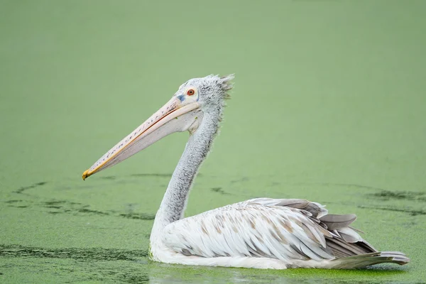 Místo účtoval Pelikán — Stock fotografie