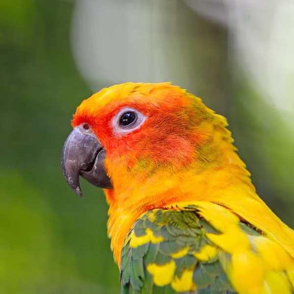 Güneş conure — Stok fotoğraf