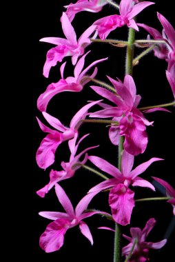 Calanthe rosea