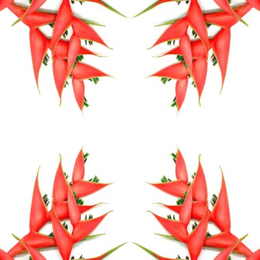 heliconia izole