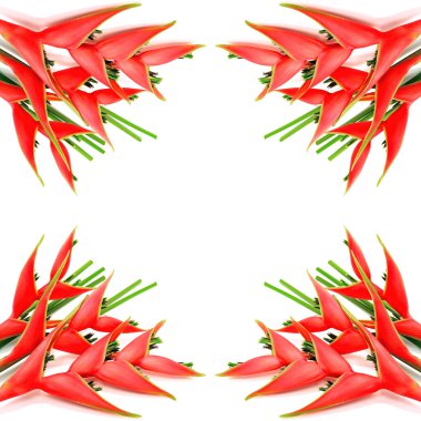heliconia izole