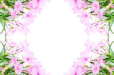 Ruellia
