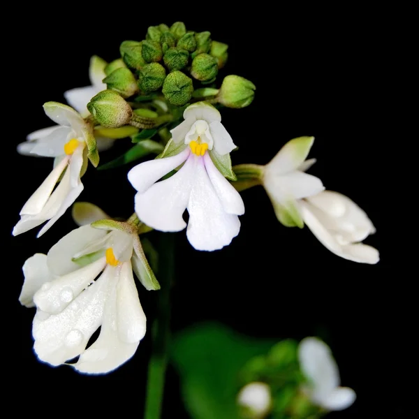 Calanthe alismifolia — Stock Photo, Image