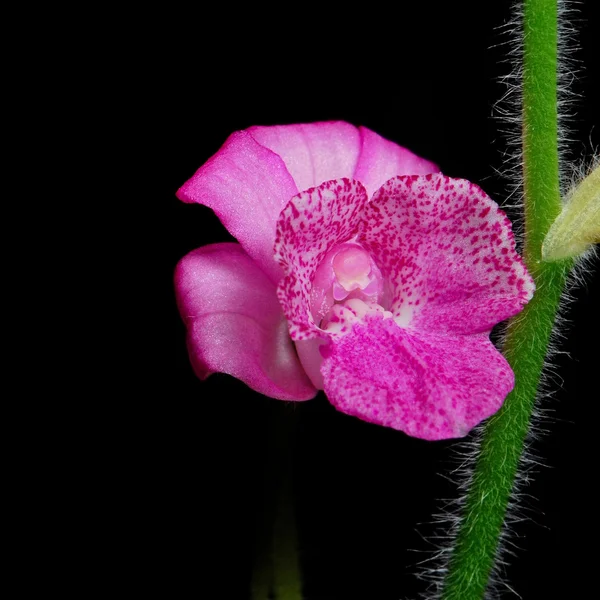 Calanthe cardioglossa — Stok fotoğraf