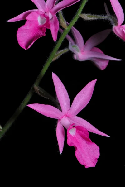 Calanthe rosea — Fotografia de Stock