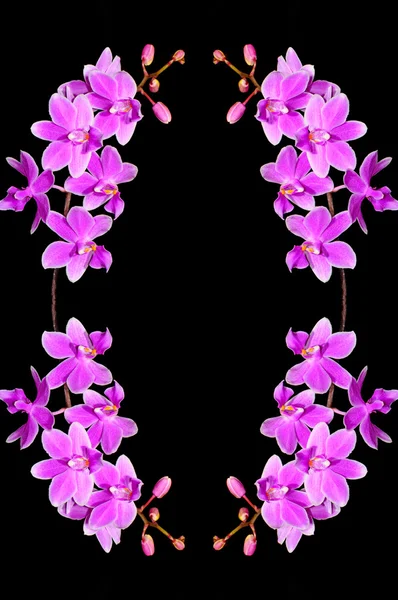 Phalaenopsis hybride — Stockfoto