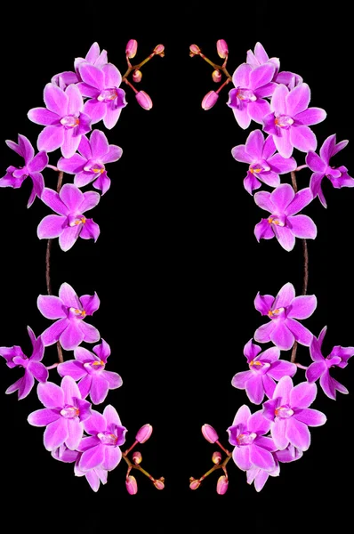 Phalaenopsis-Hybride — Stockfoto