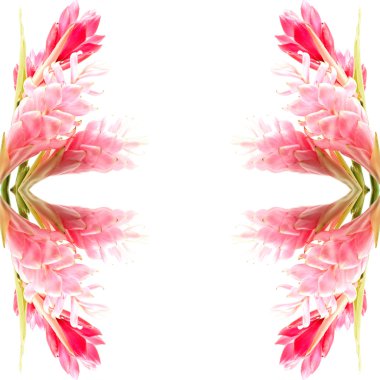 pembe ve kırmızı zencefil