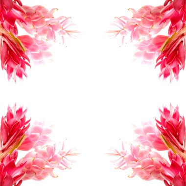 pembe ve kırmızı zencefil